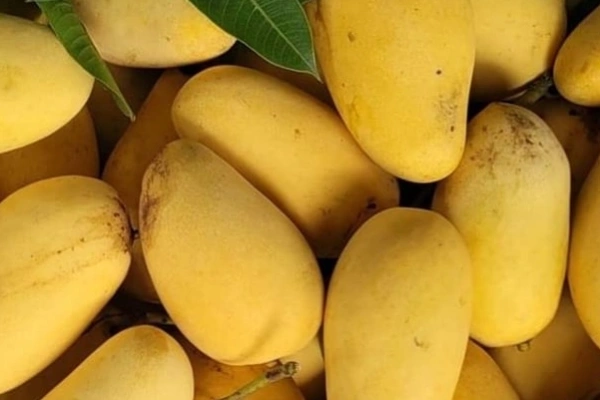 Katimon mango (কাটিমন আম) - Image 4