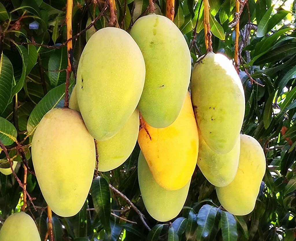 Katimon mango (কাটিমন আম) - Image 3