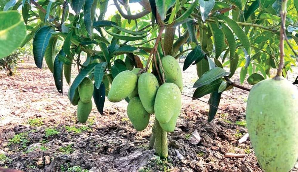 Katimon mango (কাটিমন আম) - Image 2