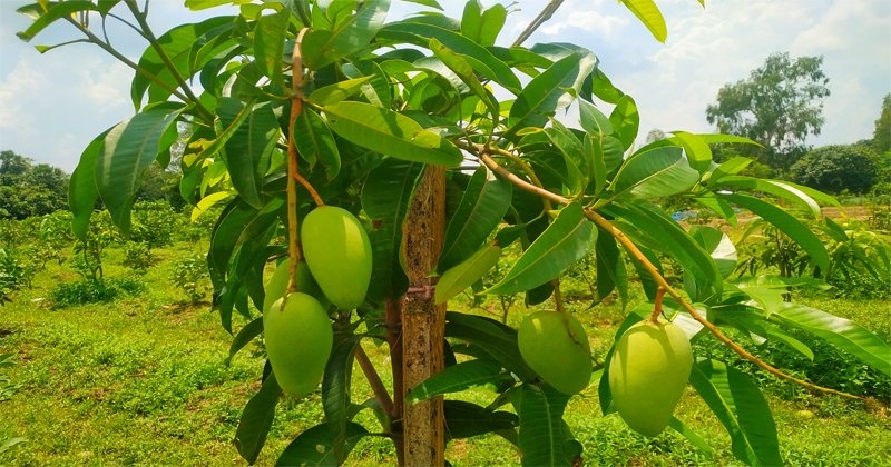 Katimon mango (কাটিমন আম) - Image 7