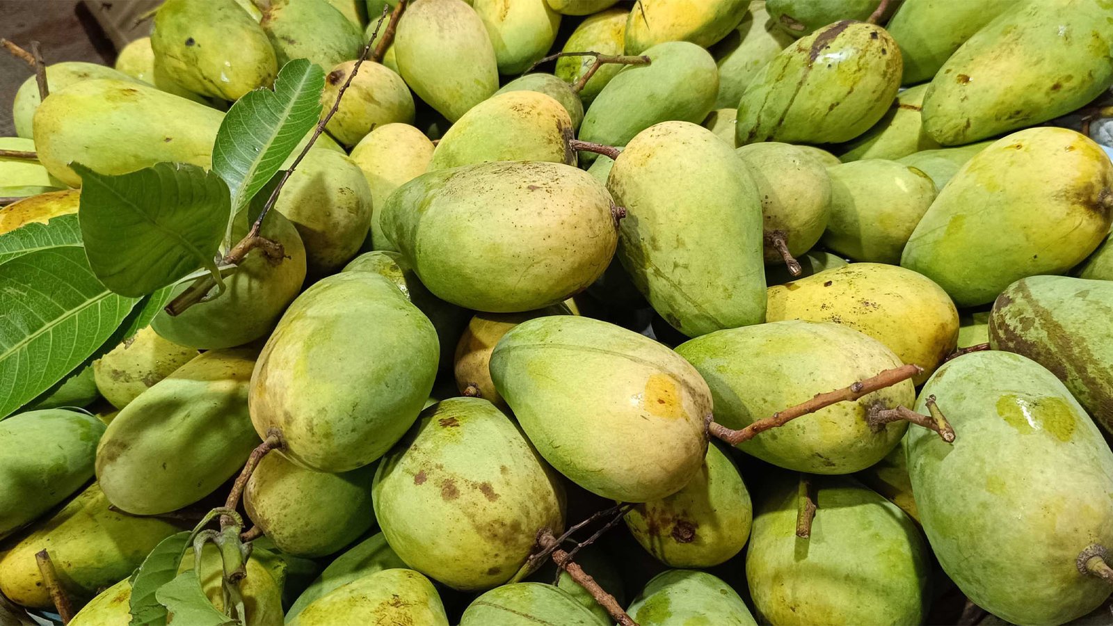 Katimon mango (কাটিমন আম) - Image 6