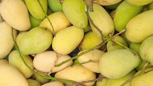 Katimon mango (কাটিমন আম) - Image 8