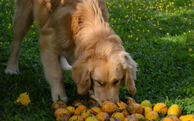 Can Dogs Eat Mango? A Complete Guide to Mango Safety for Dogs