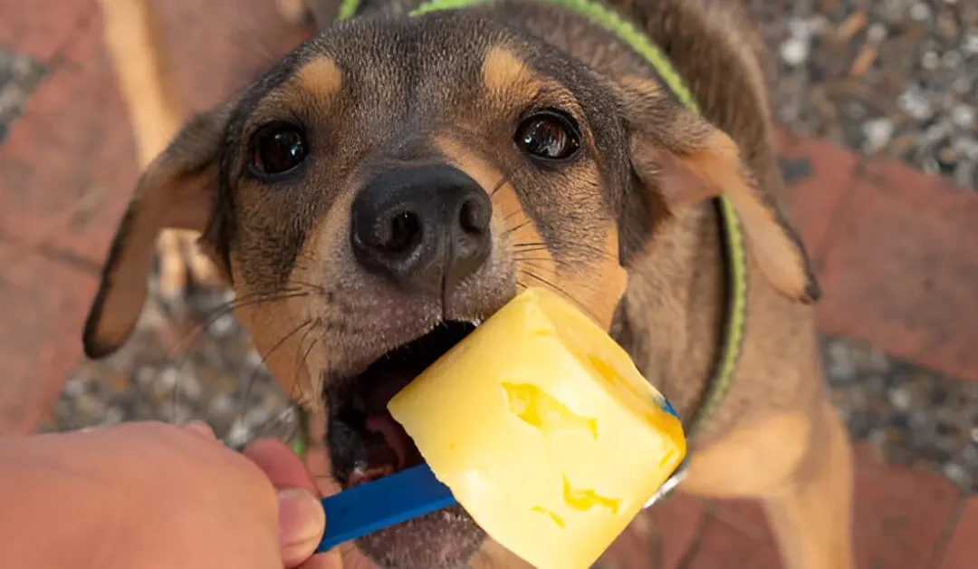 Can Dogs Eat Mango Peel? Safety, Risks, and Best Practices