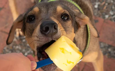 Can Dogs Eat Mango Peel? Safety, Risks, and Best Practices