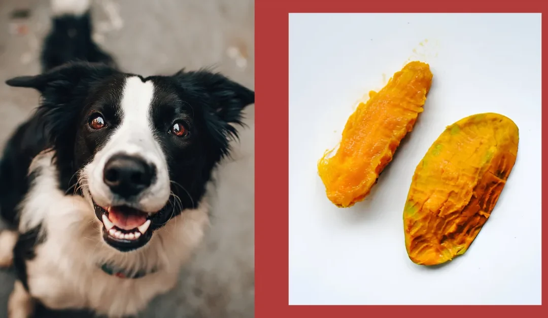 Can Dogs Eat Mango Seeds? Risks and Safety Tips for Pet Owners