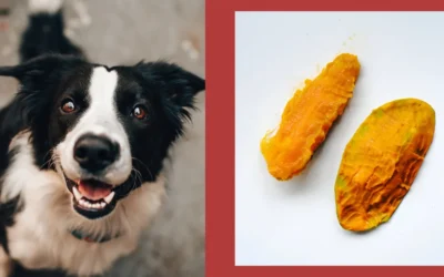 Can Dogs Eat Mango Seeds? Risks and Safety Tips for Pet Owners