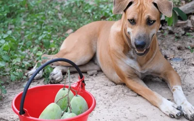 Can Dogs Eat Mango Skin? Safety, Benefits, and Risks Explained