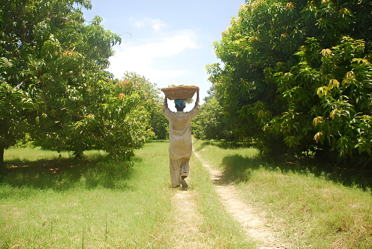 Mango garden