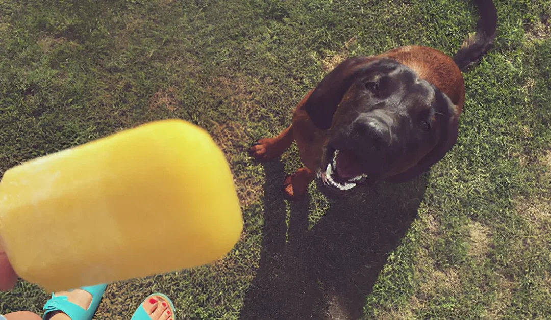 Can Dogs Eat Mango Popsicles? A Guide to Safe and Healthy Treats