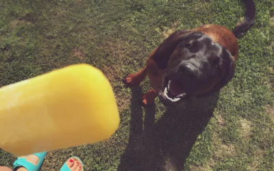 Can Dogs Eat Mango Popsicles? A Guide to Safe and Healthy Treats