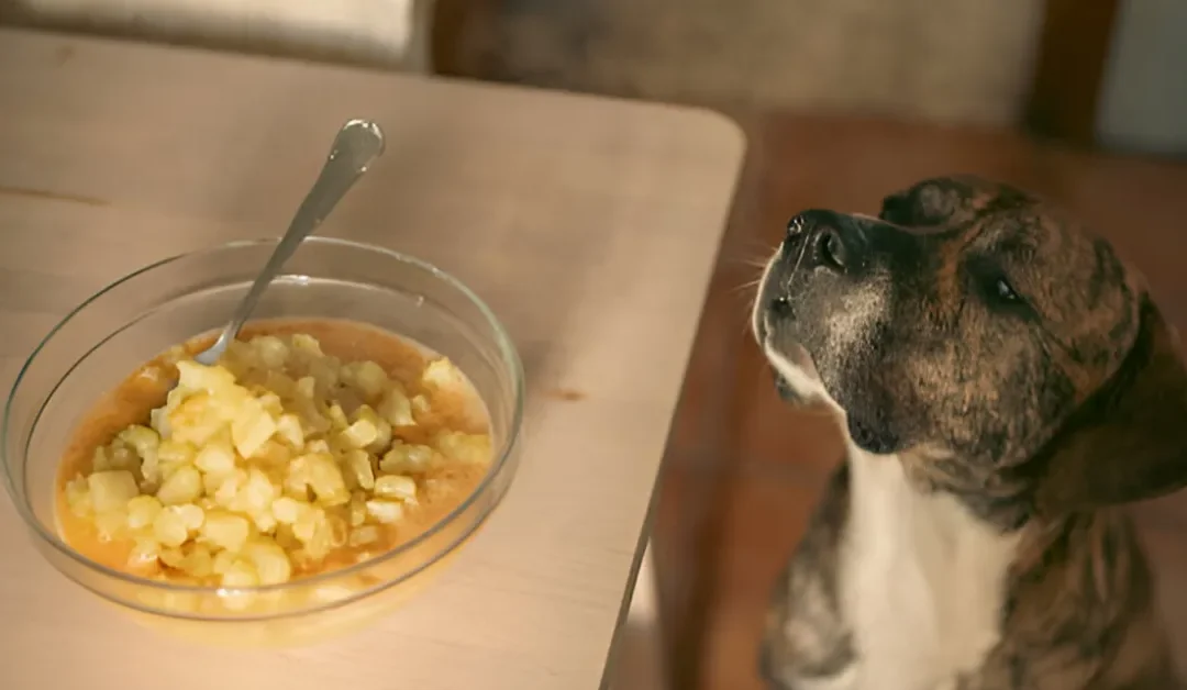Can Dogs Eat Mango Yogurt? A Guide to Safe and Healthy Snacking