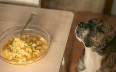 Can Dogs Eat Mango Yogurt? A Guide to Safe and Healthy Snacking